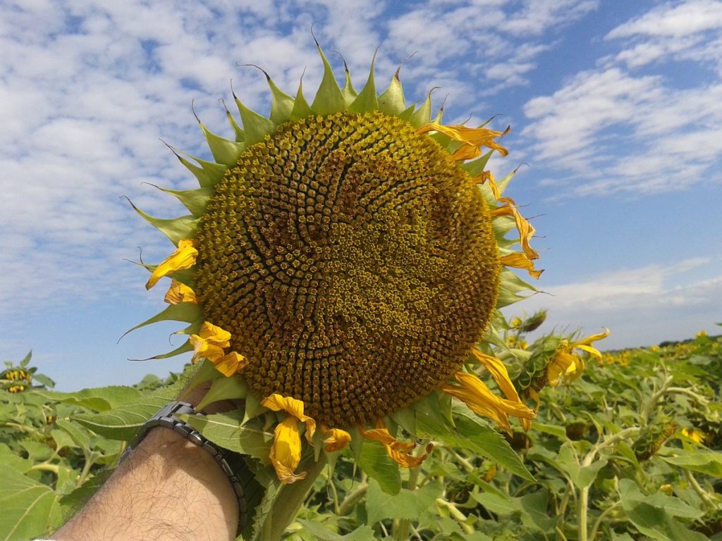 Con menos área la cosecha de girasol fue superior al ciclo pasado en Santa  Fe – Martín Steeman